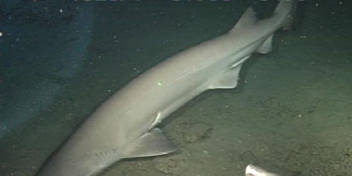 New Atlantic Shark Species Uncovered Thanks to Genetics