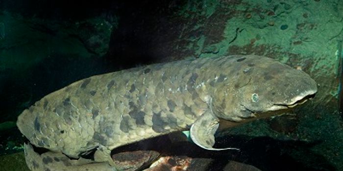 The World's Oldest Aquarium Fish, an Australian Lungfish, Has Died