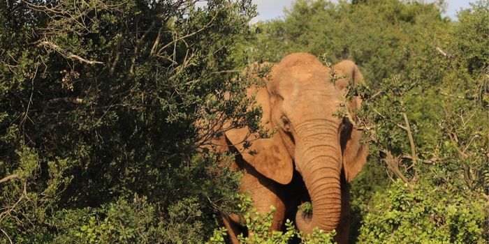 Bacteria Caused the Deaths of Hundreds of Elephants