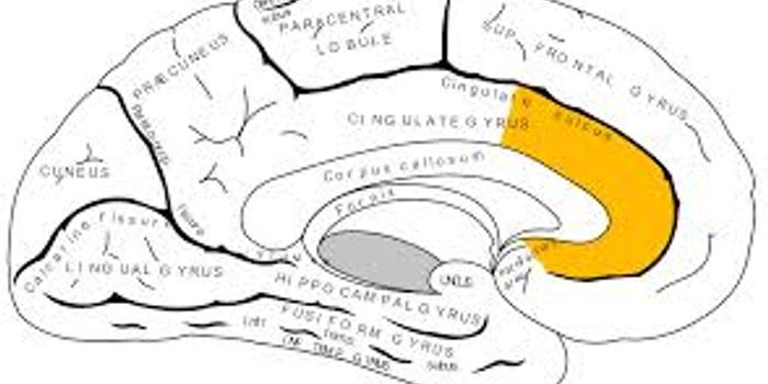 Are you a people person or a go-getter? Study finds new neural connectivity