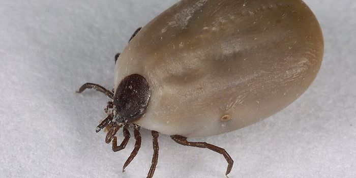 New Tick-Borne Bacterium Discovered