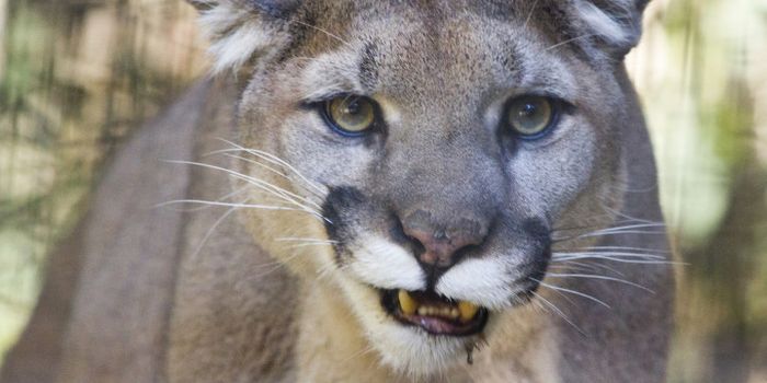 California Family Wakes Up to Find a Mountain Lion on Their Porch