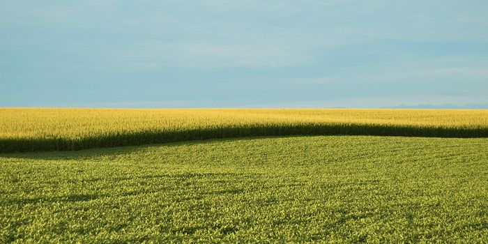 How Agriculture Turned a Wild Plant Into a Weed