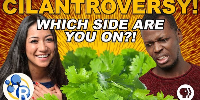 Science Explains Why Some People Can't Stand Cilantro