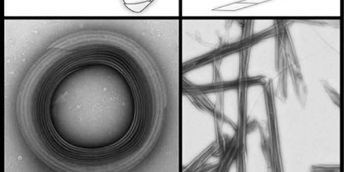 Bacteria's Killer Trait Becomes New Drug Delivery System