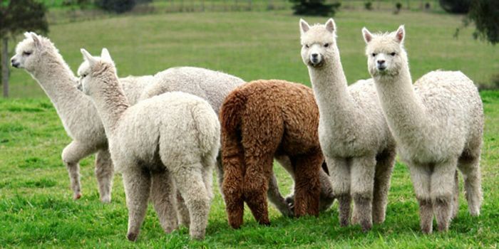 Alpaca Antibodies to Fight Viral Infection