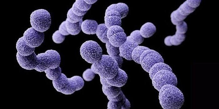 Putting a Stop to Group A Streptococcus