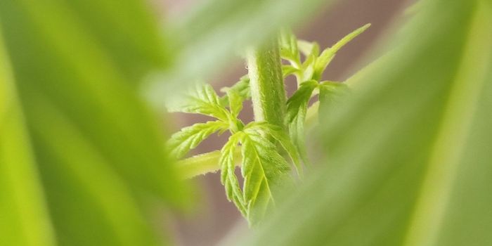 Cannabis Cultivation Negatively Impacts the Environment