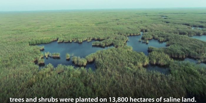 How China is successfully growing forests in salty soil