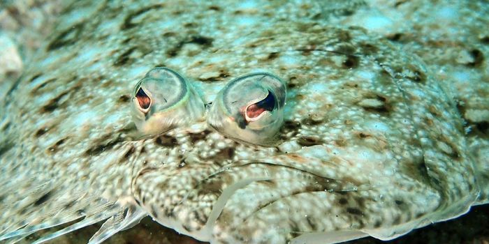 The Weird World of Flatfish