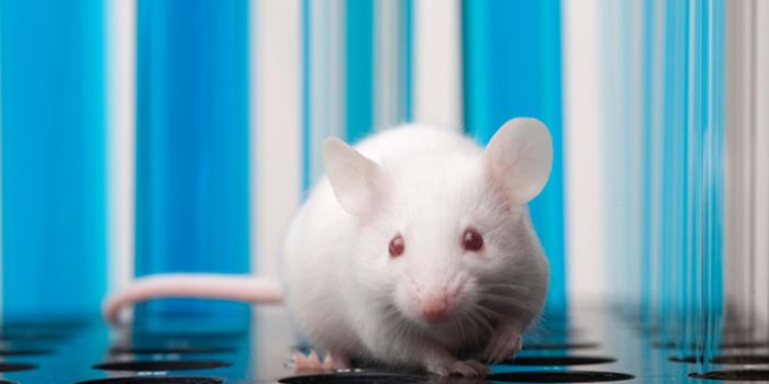 Making Cancer Disappear?