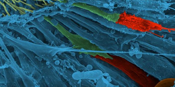 Goggatomy: for the Study of Live Cells Within Exoskeletons