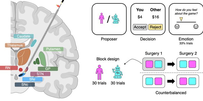 Real-Time Brain Recordings Explain Why We Punish People and Not Computers
