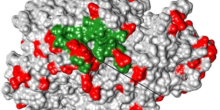 Viruses are a Powerful Force Driving Evolution in Mammals