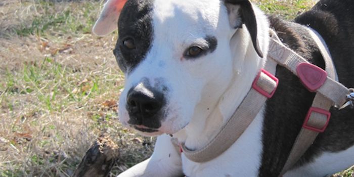 Humans and Dogs Have More in Common Than we Knew