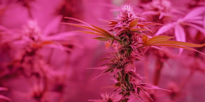 THC Use During Pregnancy Impacts Fetal Development at Epigenetic Level