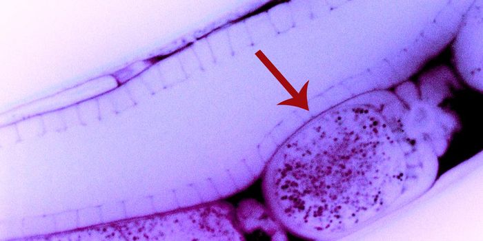 Direct Inheritance of Gene-silencing dsRNA Observed in C. elegans