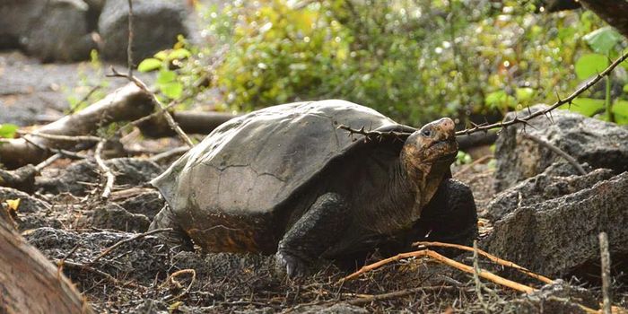A Giant Tortoise Believed to be Extinct Has Been Found in the Galápagos