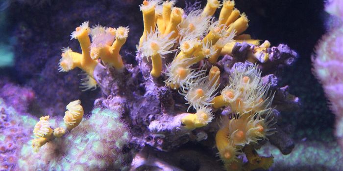 New coral gardens discovered in ocean's depths