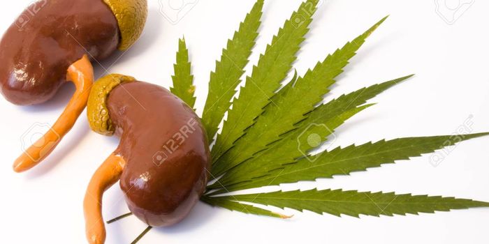 Relief of Chronic Kidney Disease with Cannabis