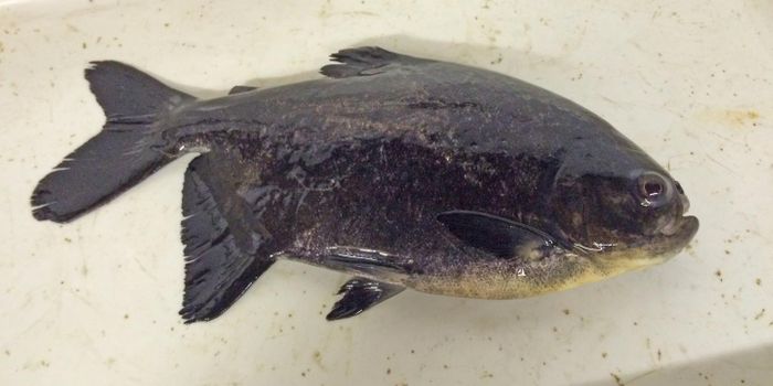 Antibiotic Resistance Genes can Spread Quickly in Multiple Ways