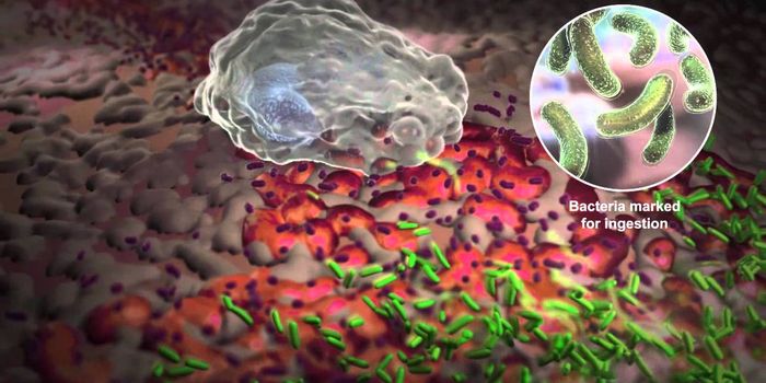 How white blood cells work