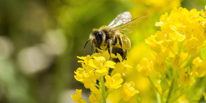 Goodbye to the ban on neonics, goodbye to the bees