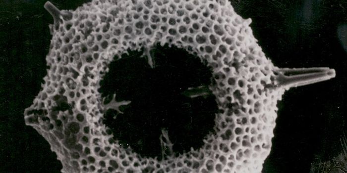 Strontium isotope abundances shed light on early ocean acidification