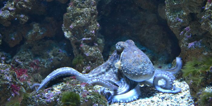 Octopuses Frequently Edit Their Own Genes