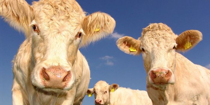 Russian Cows Use VR Headsets to Increase Milk Production