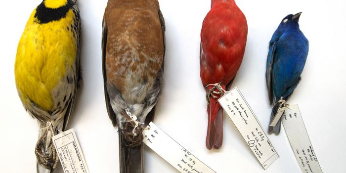 A Simple Switch Saves the Lives of Migratory Birds