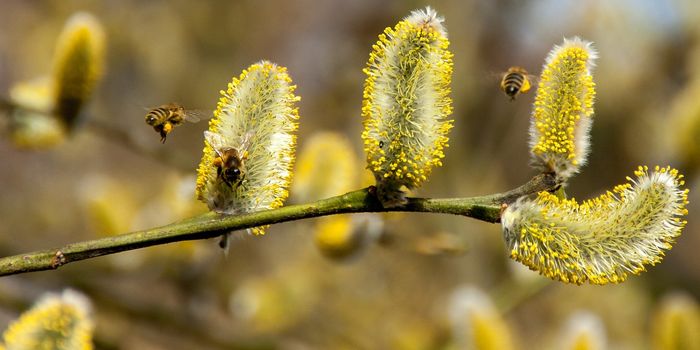 Understanding Mast Cells and Their Role in Response to Allergens