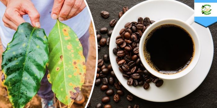 Latin American Coffee Harvests Threatened by Fungus