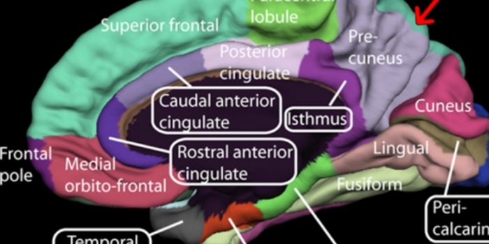 Facial Recognition Ability Gets Better as the Brain Matures
