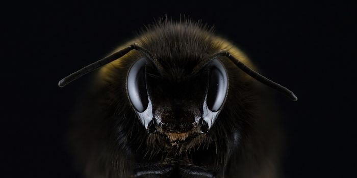 Scientists Find a Wild Bee That Was Thought to be Extinct
