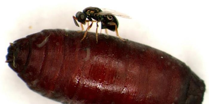 Evolutionary Insight - From Parasitic Wasps