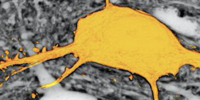 A Totally New Way to Image Live Cells in the Brain