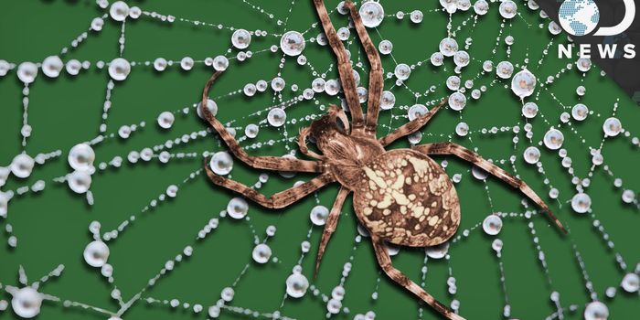 Is Spider Silk Really Tougher Than Steel?