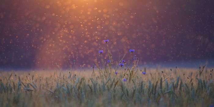 The Physics of Insect Swarms