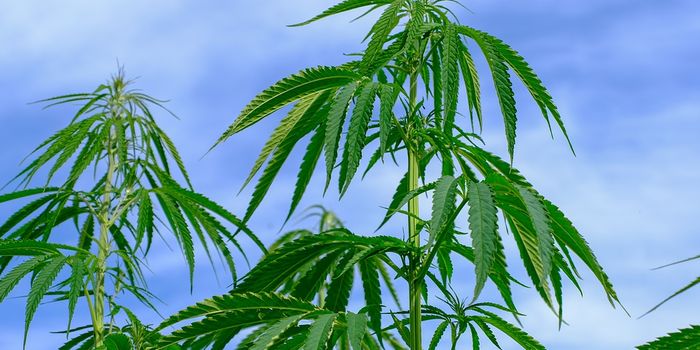 Can Cannabis Help Manage Autistic Spectrum Disorder?