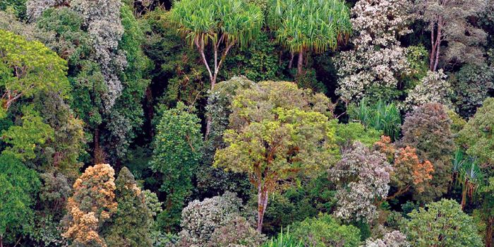 Biodiverse forests are more resilient to drought