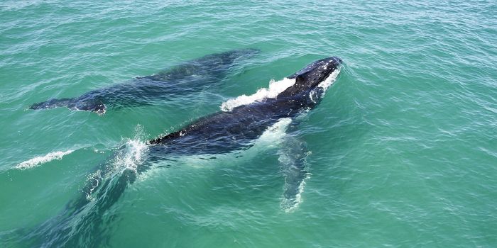 Humpback Whale Calves 'Whisper' to Avoid Predation