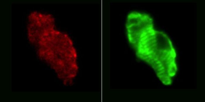 Blueprints of the Mouse Heart More Detailed Than Ever