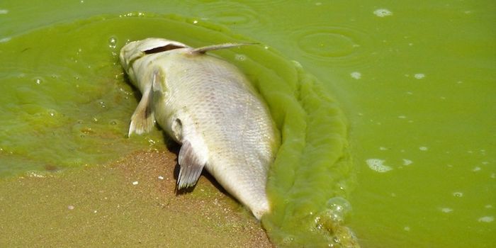 The Toxic Algal Bloom Syndrome