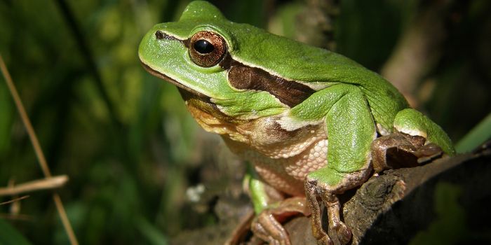Dinosaur-Killing Asteroid Strike Enabled More Frog Species to Evolve, Study Shows
