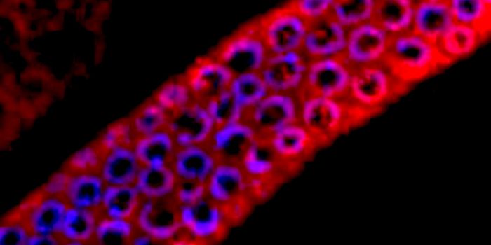 Molecule can Assess Cell Damage and Switch Between Repair & Death