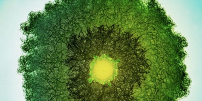 How Many Bacteria are There in the World?