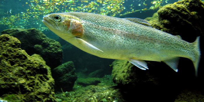 Rainbow trout hold the key to unravelling immunological mysteries