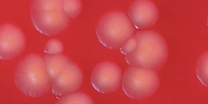 The Structure of a Bacterial Protein Supercomplex is Revealed