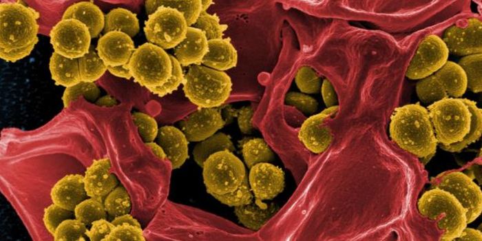 A Natural Compound That May Disarm Drug-Resistant Bacteria